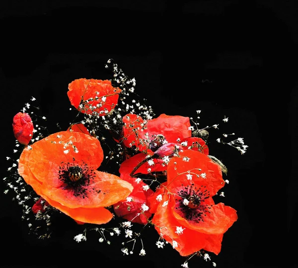 Sympathy card with stylised bouquet of poppies isolated on black