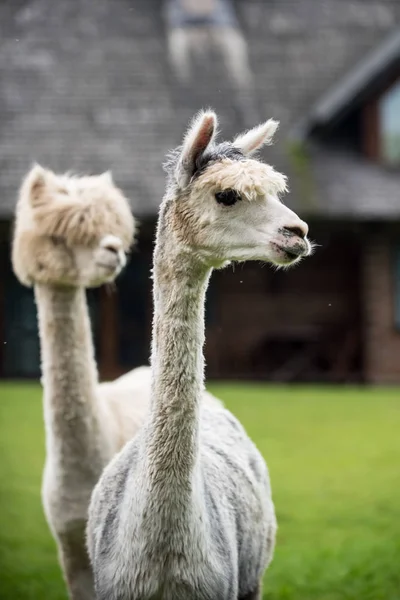 Güzel beyaz alpaka portresi.