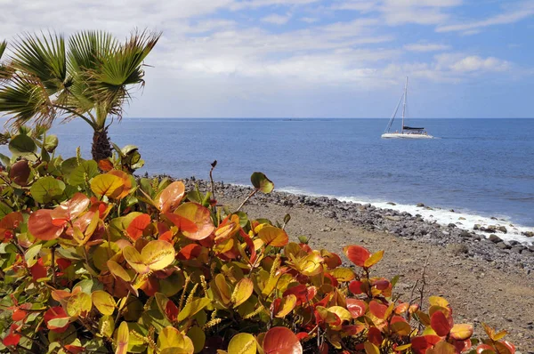 Costa Adeje Jihozápadě Tenerife Španělské Kanárské Ostrovy Keř Rodu Celokrajnou — Stock fotografie