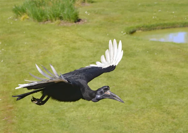 Abessinischer Erdhornvogel Oder Nördlicher Erdhornvogel Bucorvus Abyssinicus Flug Von Oben — Stockfoto