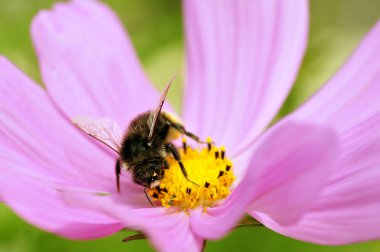 Makro pembe cosmos çiçek besleme bal arısı (API)