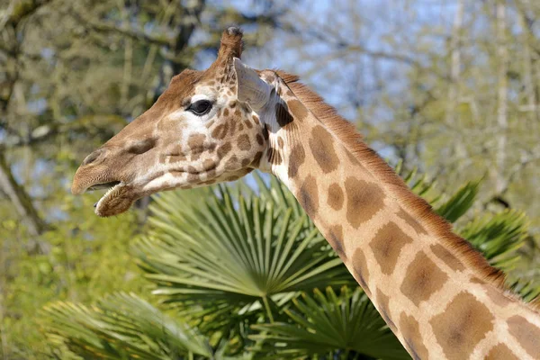 Portret Żyrafa Giraffa Camelopardalis Otwarte Usta Widziane Profilu — Zdjęcie stockowe