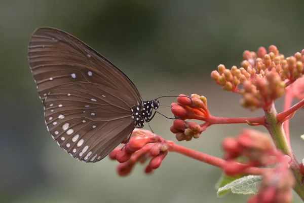 Hypolimnas 蝴蝶喂花 从侧面看 — 图库照片