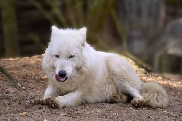 Lobo Ártico Canis Lupus Arctos Acostado Suelo Sacando Lengua — Foto de Stock