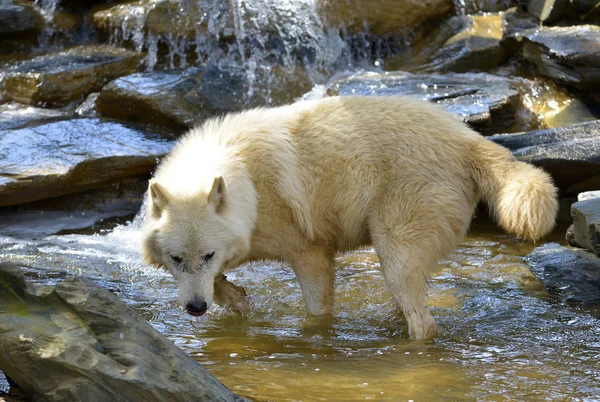 Loup Arctique Blanc Canis Lupus Arctos Dans Eau — Photo