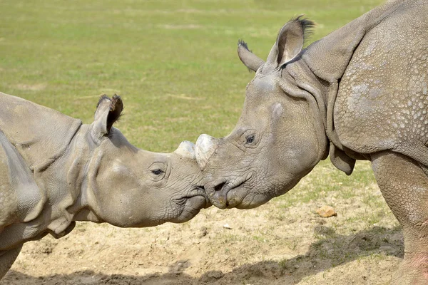 Gros Plan Deux Rhinocéros Indiens Rhinoceros Unicornis Vus Profil Museau — Photo