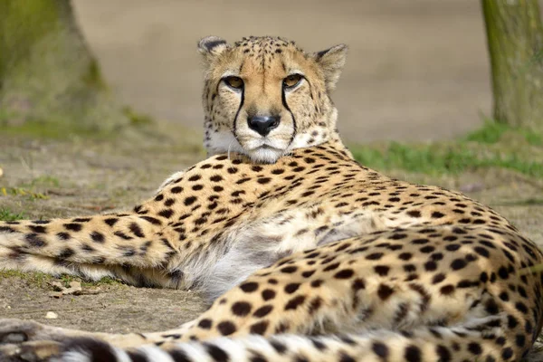 Closeup African Cheetah Acinonyx Jubatus Lying Ground Head Raised Looking Stock Image
