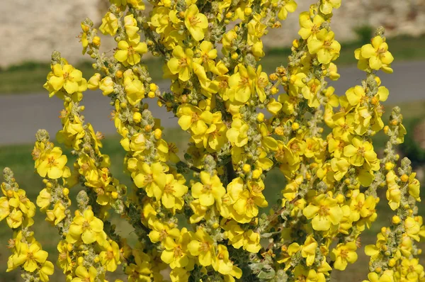 Closeup Yellow Mullein Flower Genus Verbascum Belle Ile France Royalty Free Stock Images
