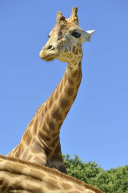 Mavi arkaplanda zürafa portresi (Giraffa camelopardalis)