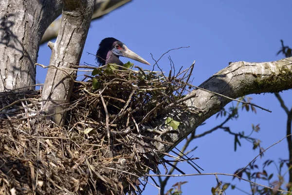 Weißbauchstorch Ciconia Abdimii Auf Seinem Nest Baum — Stockfoto