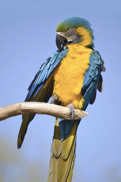 Gelbbrustara Macaw Blue Gold Macaw Ara Ararauna Perched Branch Viewed — Stock Photo, Image