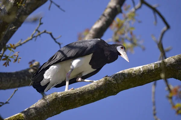 Cigogne Ventre Blanc Ciconia Abdimii Sur Rameau — Photo