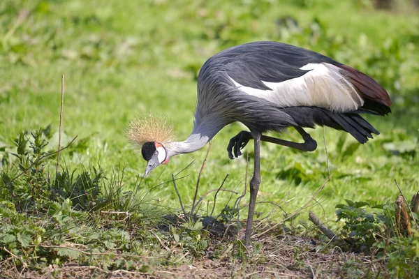 Close Van Black Gekroond Crane Balearica Pavonina Één Been Vanuit — Stockfoto