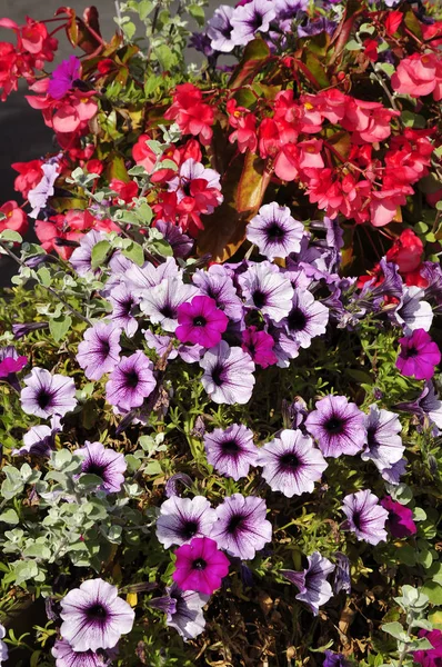 Background Blooming Petunia Surfinia — Stock Photo, Image
