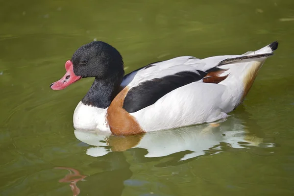 Gemeine Ente Tadorna Tadorna Auf Dem Wasser — Stockfoto