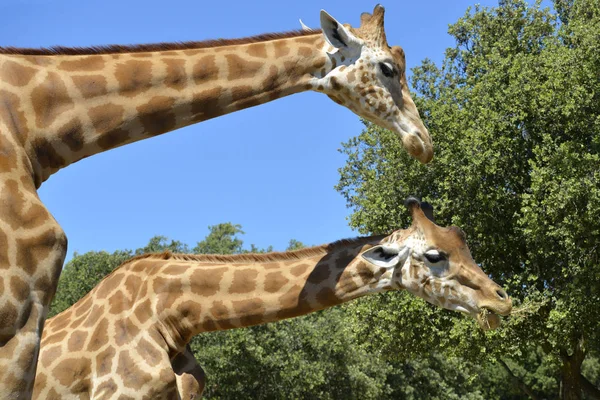 Fechar Duas Girafas Giraffa Camelopardalis Comendo Visto Perfil — Fotografia de Stock