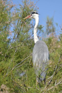 Gri balıkçıl (Ardea cinerea) arkadan, Camargue içinde görülen ağacında tünemiş Arles, Fransa, Akdeniz ve Rhne delta iki kolu arasında güneyinde yer alan bir doğal bölgesidir