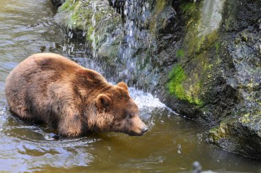 Küçük bir şelale ile üst görülen su closeup Kuzey Amerika boz ayısı (Ursus arctos horribilis)