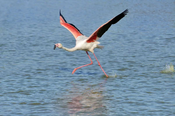 Фламинго Работает Воде Phoenicopterus Ruber Прежде Улететь Камарге Является Природным — стоковое фото