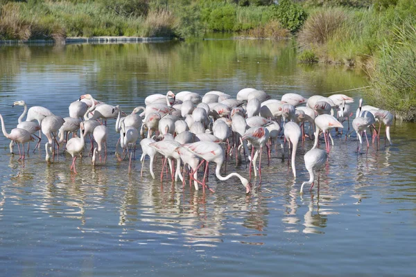 Group Flamingos Phoenicopterus Ruber Water Camargue Natural Region Located South — Stock Photo, Image