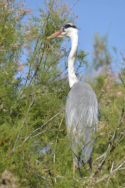 Серая Цапля Ardea Cinerea Сидящая Дереве Видимом Сзади Камарге Является — стоковое фото