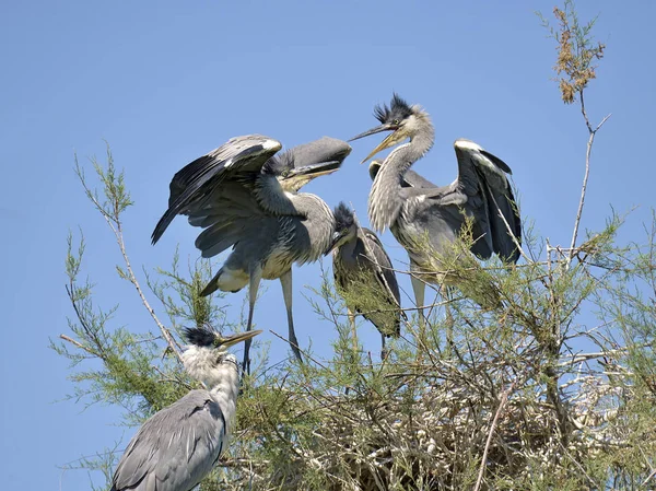 Серая Цапля Ardea Cinerea Гнезде Камарге Естественный Регион Расположенный Югу — стоковое фото