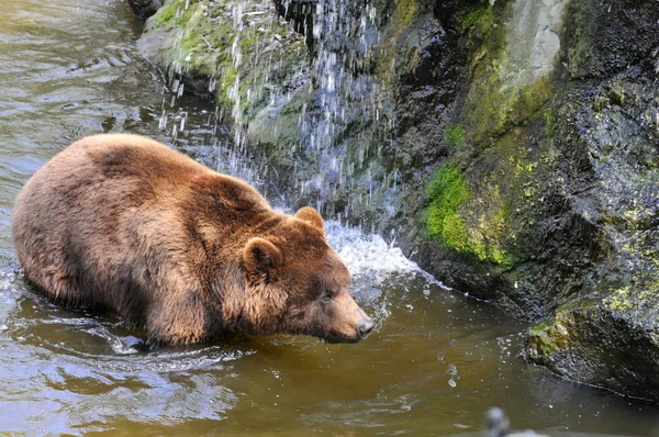 Closeup Grizzly Bear Ursus Arctos Horribilis Água Vista Cima Com — Fotografia de Stock