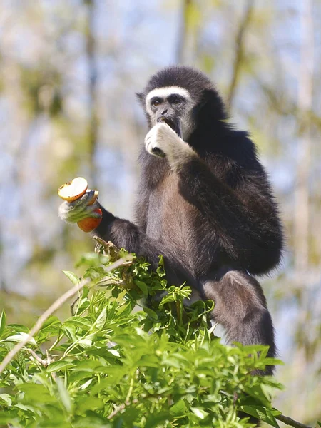 Lar Γίββων Λευκό Handed Gibbon Hylobates Lar Σχετικά Δέντρο Που — Φωτογραφία Αρχείου