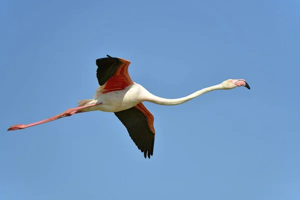 火烈鸟在飞行 Phoenicopterus 鲁伯尔 在蓝天背景下 在卡玛戈是一个自然区域位于法国阿尔法以南 地中海和 Rhne 三角洲的两个胳膊之间 — 图库照片