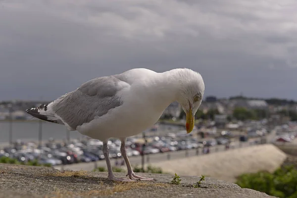 Closeup Herring Gull Larus Argentatus Perched Wall Brittany France — Stock Photo, Image