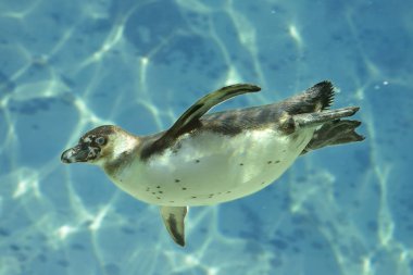 mavi su altında yüzmek humboldt pengueni (spheniscus humboldti)