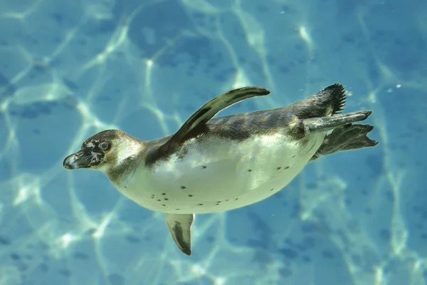 Mavi Altında Yüzmek Humboldt Pengueni Spheniscus Humboldti — Stok fotoğraf