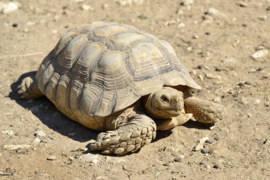 Zemin cephesinde görüldü Closeup, Afrika Mahmuzlu Kaplumbağası veya sulcata kaplumbağa (Centrochelys sulcata)
