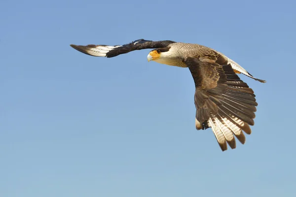 Profili Görüntülenen Uçuş Güney Tepeli Caracara Polyborus Plancus — Stok fotoğraf