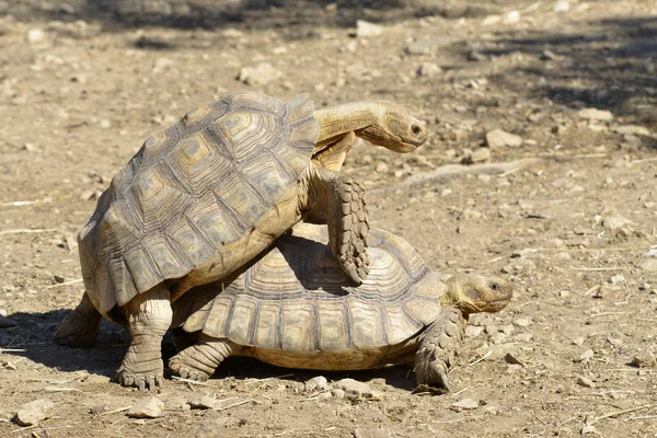 Mating African Spurred Tortoises Sulcata Tortoises Centrochelys Sulcata Seen Profile — Stock Photo, Image