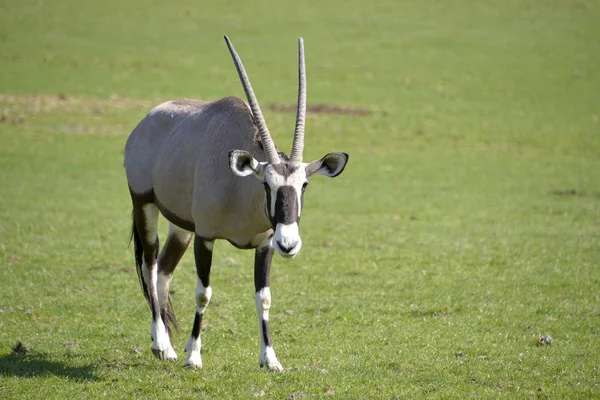 ゲムズボックまたは Gemsbuck Oryx Gazella 草の上を歩く — ストック写真