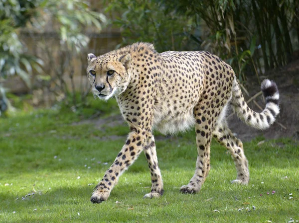 Closeup Front African Cheetah Acinonyx Jubatus Walking Grass — Stock Photo, Image