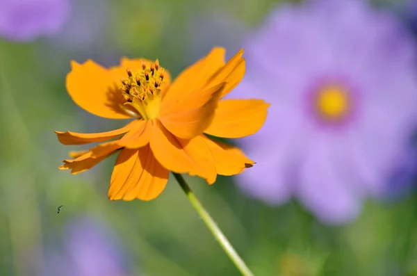 Nahaufnahme Einer Orangefarbenen Kosmos Blume Mit Einem Kleinen Insekt Flug — Stockfoto