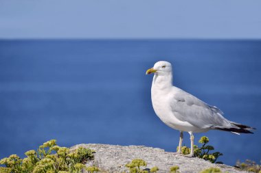 Closeup profile herring gull (Larus argentatus) standing on rock at Quiberon in Brittany in France clipart