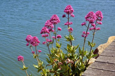 Su kenarındaki kırmızı valerian çiçek (Centranthus ruber) Brittany Fransız