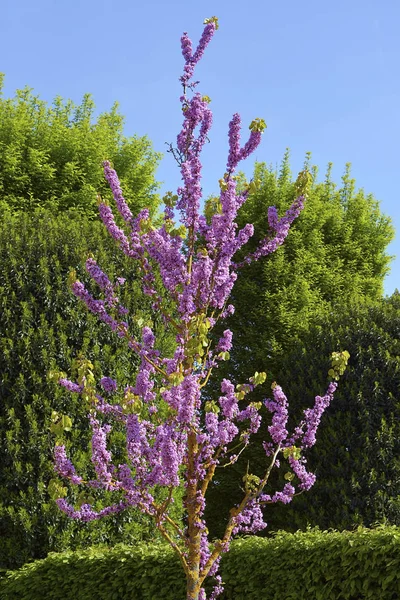 Маленькое Иудейское Дерево Cercis Siliquastrum Цвету — стоковое фото