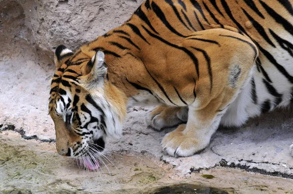 Vértes Tigris Panthera Tigris Inni Tóban — Stock Fotó