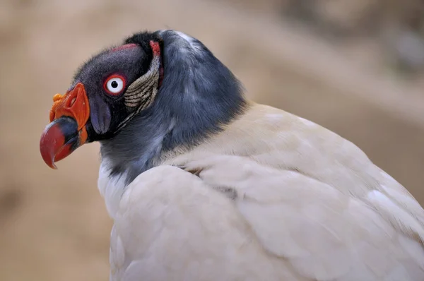 Closeup King Vulture Sarcoramphus Papa — Stock Photo, Image