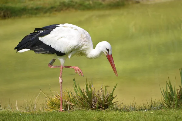 Closeup White Stork Ciconia Ciconia Standing Grass Raised Leg Looking — Stock Photo, Image