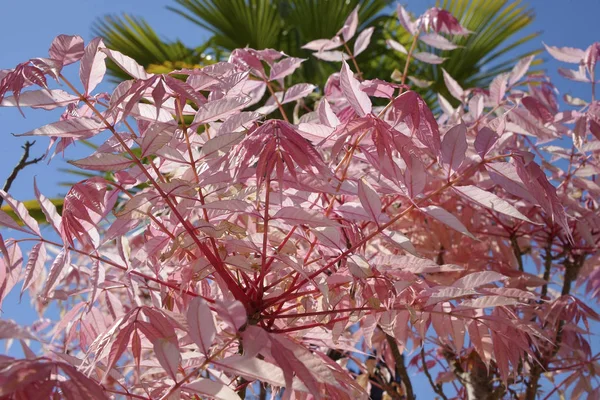 Hojas Rosadas Cedrela Sinensis Toona Sinensis Imagen De Stock