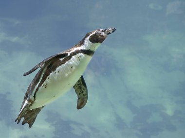 mavi su altında yüzmek humboldt pengueni (spheniscus humboldti)