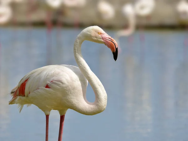 Close Flamingo Phoenicopterus Ruber Water Seen Profile Camargue Natural Region — стоковое фото