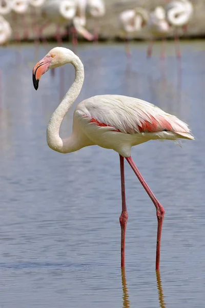 火烈鸟 Phoenicopterus 鲁伯尔 在水中看到的剖面 在卡玛戈是一个自然区域位于法国阿尔法以南 地中海和 Rhne 三角洲的两个武器 — 图库照片