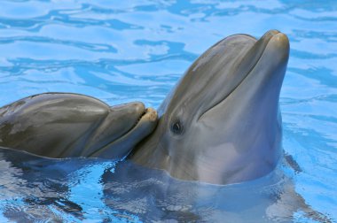 İki şişe burunlu yunus (Tursiops truncatus) mavi su portreleri