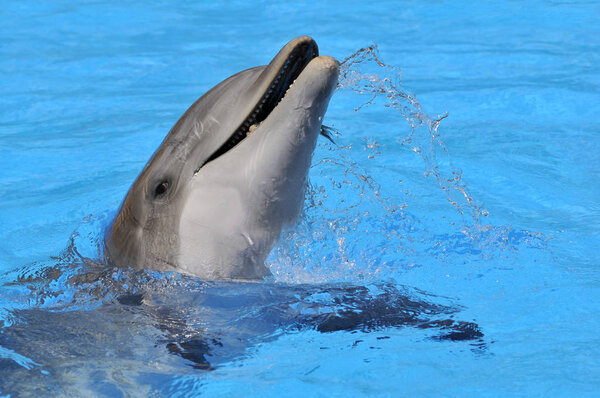 Head of  bottlenose dolphin (Tursiops truncatus) with an open mouth in the blue water